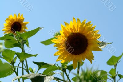 sunflowers