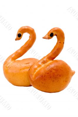 swans