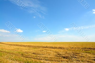 meadow