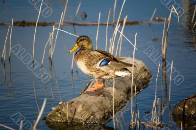 Duck on a log