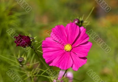 Pink flowers close up