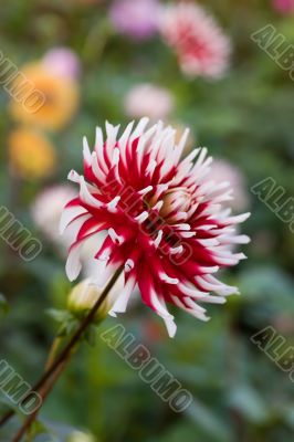 Red dahlia