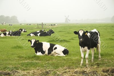 Dutch cows in autumn