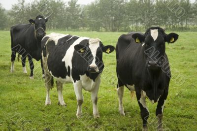 Dutch cows