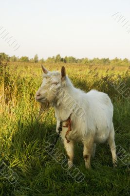 white goat