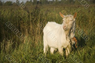 white goat in the morning