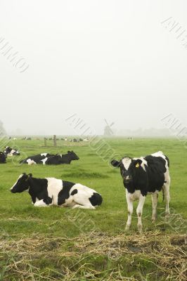 Dutch cows