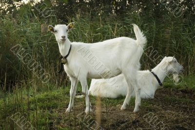 two white goats