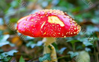 Toxic Mushroom