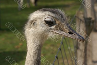 Portrait of an ostrich.