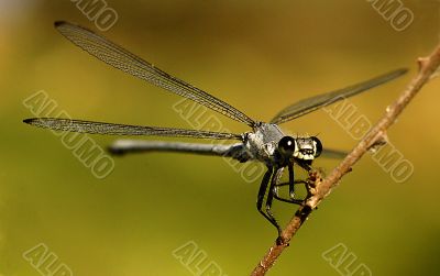 Dragonfly