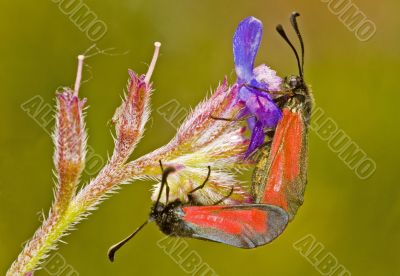 Butterflies