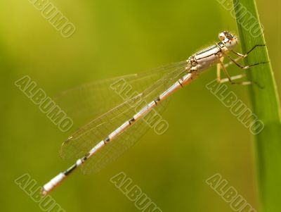 Dragonfly