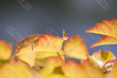 Leaf Turning Colors