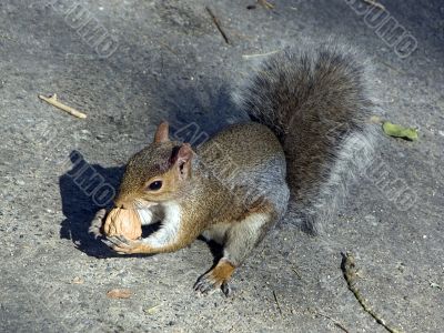 Squirrel eating a walnut
