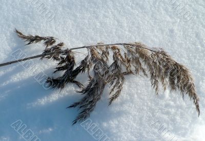 Grass on the snow
