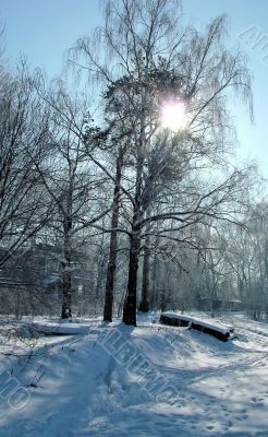 Sun on the tree