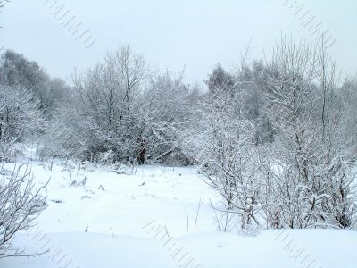 In the winter forest