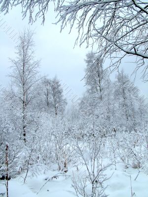 In the winter forest