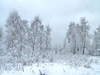 In the winter forest