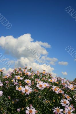Cloudy deep blue sky over bed of wild flowers