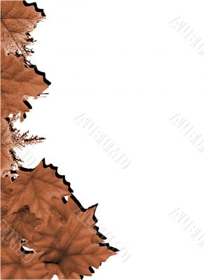 Different kinds of leaves design