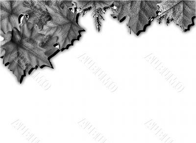Different kinds of leaves design