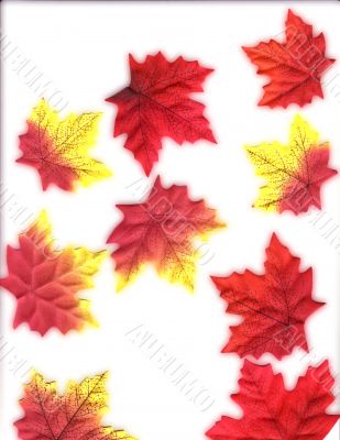 Autumn Leaves Design