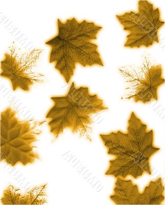 Autumn Leaves Design