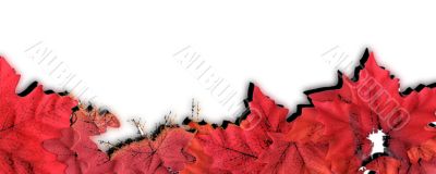Autumn Leaves Design