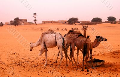 Sahara