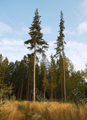 forest `rockets`