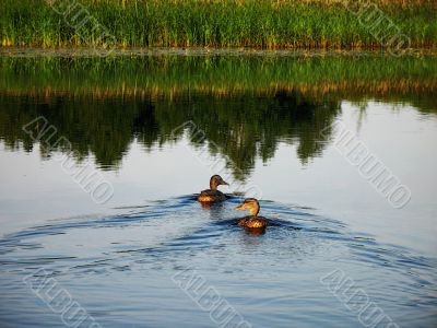 wild ducks