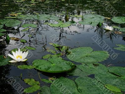 evening reflection