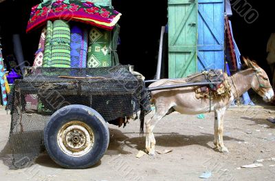 Donkey