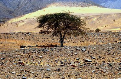 Tree In The Desert