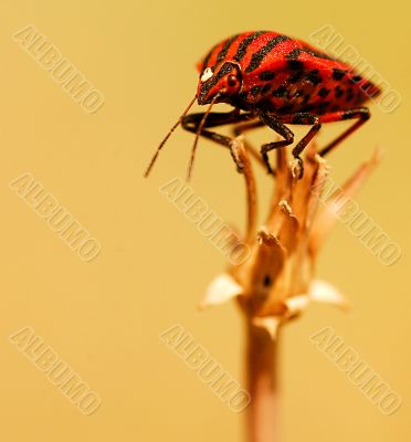 Bug