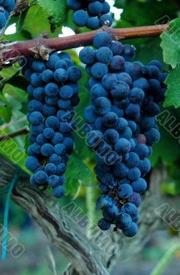 Grapes