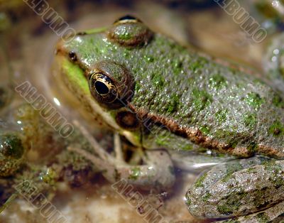 frog