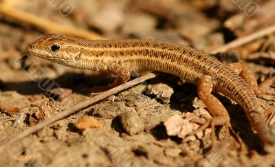 Lizard