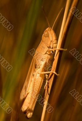 Grasshopper
