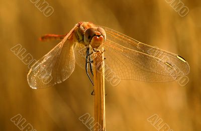 dragonfly