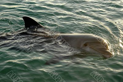 Dolphin