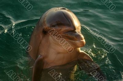 Dolphin