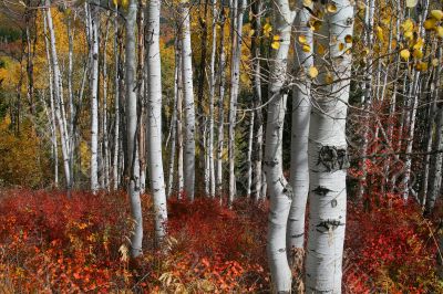 Autum Colors