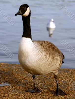 Goose