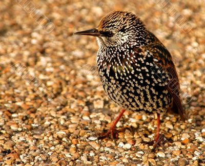 Starling