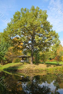 Big oak in autumn