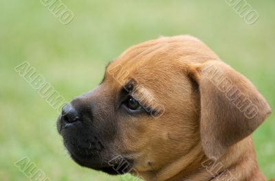 Puppy