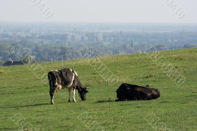 Cows